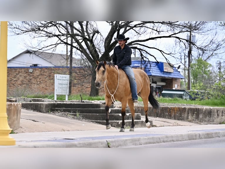 American Quarter Horse Wałach 5 lat 155 cm Jelenia in Waco