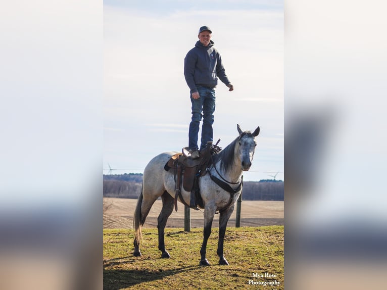 American Quarter Horse Wałach 5 lat 155 cm Siwa jabłkowita in Warsaw NY