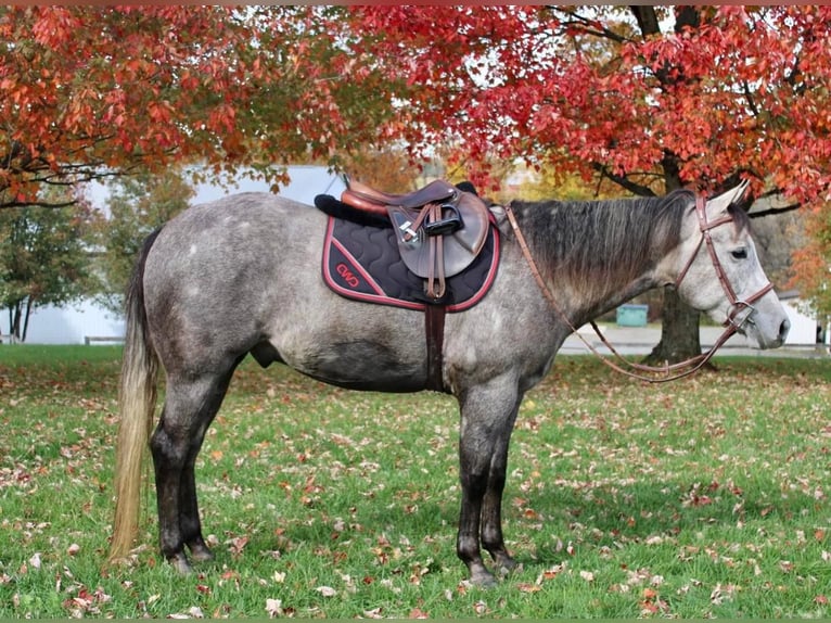 American Quarter Horse Mix Wałach 5 lat 155 cm Siwa in Allentown, NJ