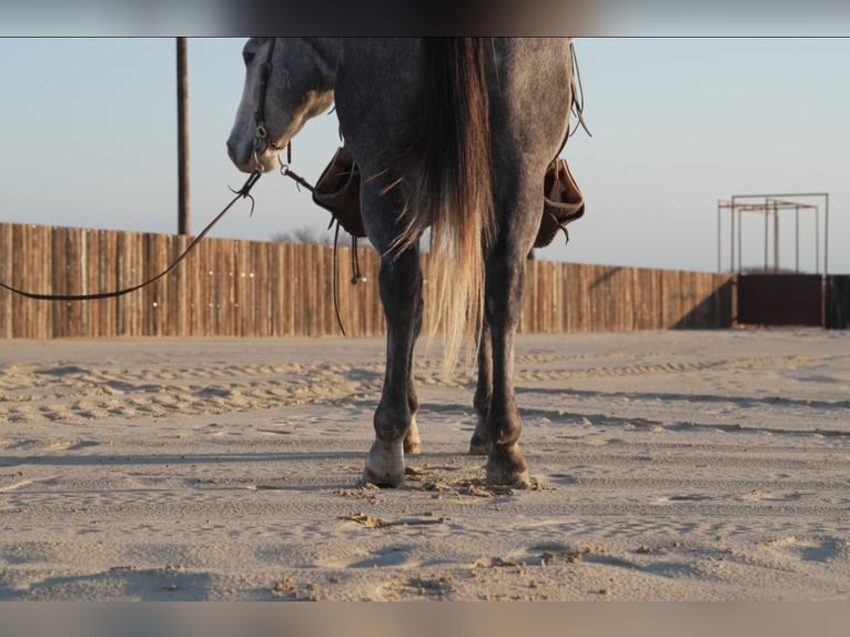 American Quarter Horse Wałach 5 lat 155 cm Siwa in Canton, TX