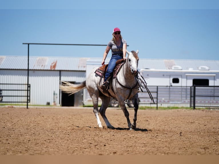 American Quarter Horse Wałach 5 lat 155 cm Siwa in Collinsville