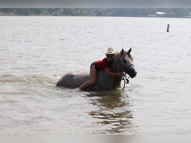 American Quarter Horse Wałach 5 lat 155 cm Siwa in Collinsville