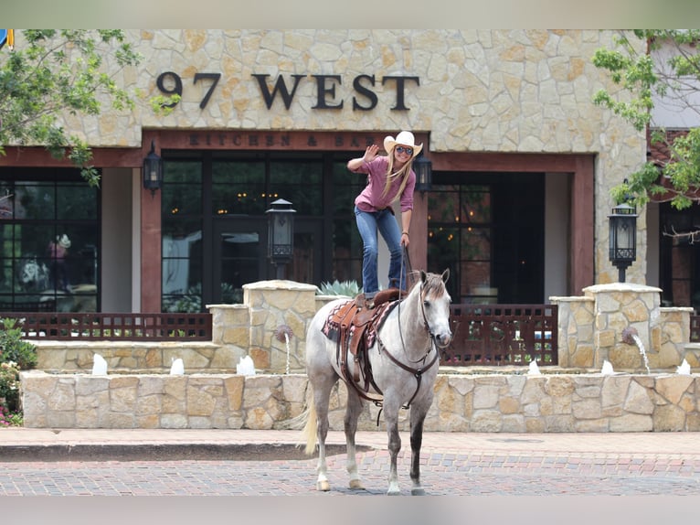 American Quarter Horse Wałach 5 lat 155 cm Siwa in Collinsville