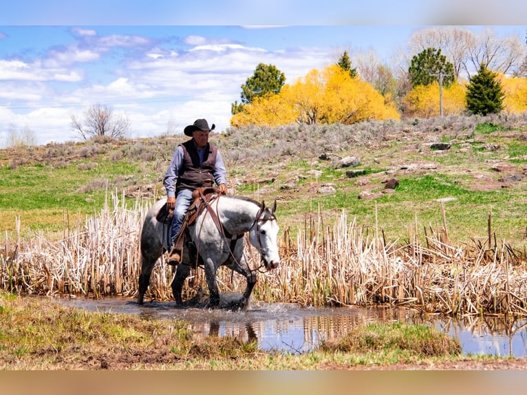 American Quarter Horse Wałach 5 lat 155 cm Siwa in Saint Anthony