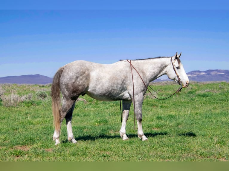 American Quarter Horse Wałach 5 lat 155 cm Siwa in Saint Anthony