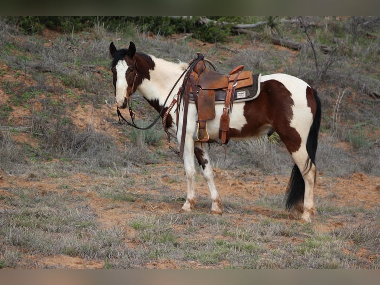 American Quarter Horse Wałach 5 lat 155 cm Tobiano wszelkich maści in Vernon TX