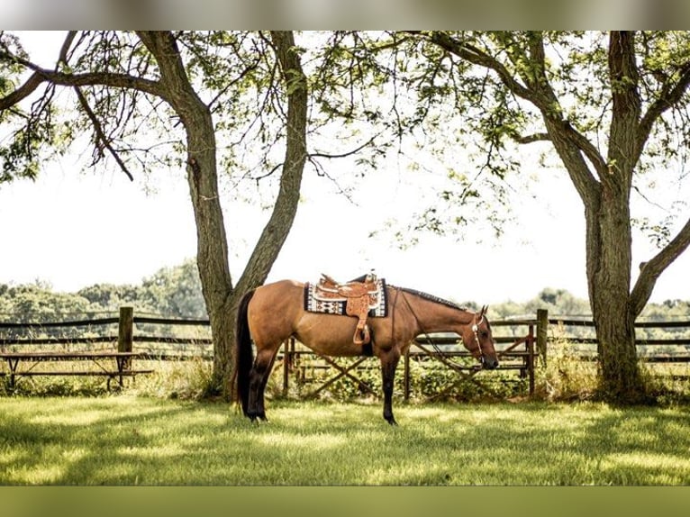 American Quarter Horse Wałach 5 lat 157 cm Bułana in Jackson MI