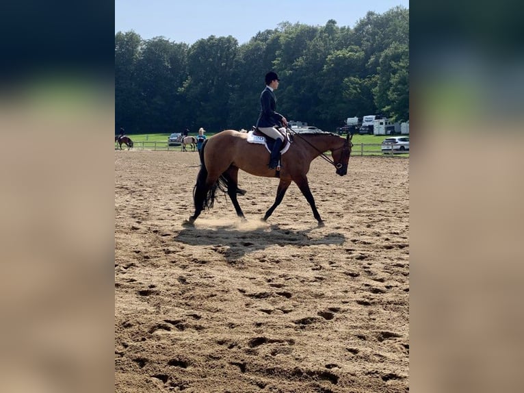 American Quarter Horse Wałach 5 lat 157 cm Bułana in Jackson MI