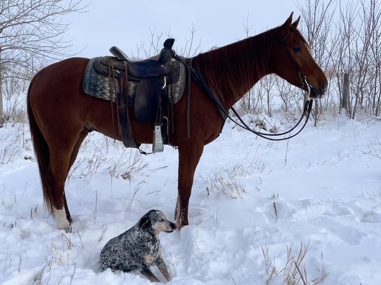 American Quarter Horse Wałach 5 lat 157 cm Ciemnokasztanowata in Zearing IA