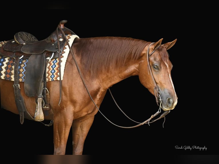 American Quarter Horse Wałach 5 lat 157 cm Cisawa in Oelwein, IA