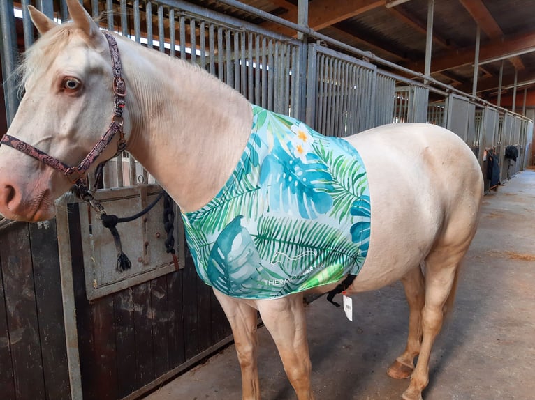 American Quarter Horse Mix Wałach 5 lat 157 cm Cremello in Cuxhaven