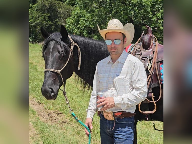 American Quarter Horse Wałach 5 lat 157 cm Kara in Robards KY