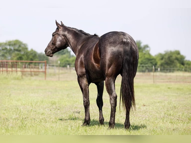 American Quarter Horse Wałach 5 lat 157 cm Karodereszowata in Ravenna, TX