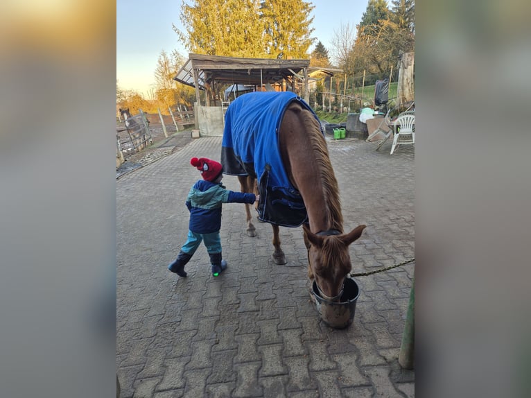 American Quarter Horse Wałach 5 lat 157 cm Kasztanowata in Spiesen-Elversberg