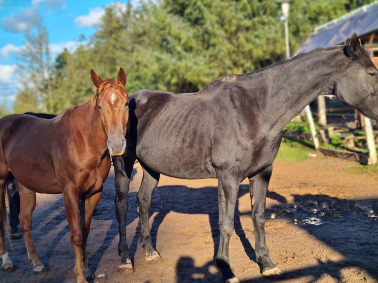 American Quarter Horse Wałach 5 lat 157 cm Kasztanowata in Spiesen-Elversberg