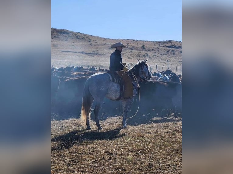 American Quarter Horse Wałach 5 lat 157 cm Siwa in Shelbina, MO