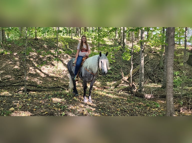 American Quarter Horse Mix Wałach 5 lat 157 cm Siwa in Camden, MI