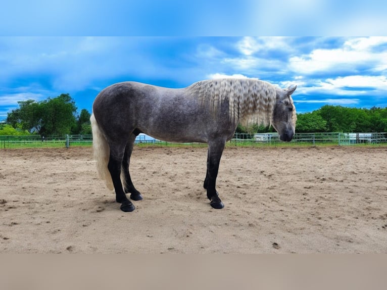 American Quarter Horse Mix Wałach 5 lat 157 cm Siwa in Camden, MI