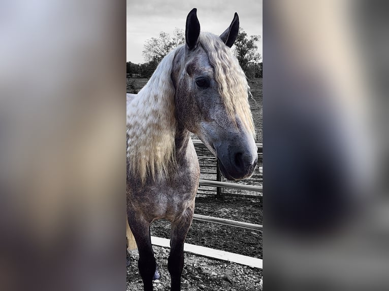 American Quarter Horse Mix Wałach 5 lat 157 cm Siwa in Camden, MI