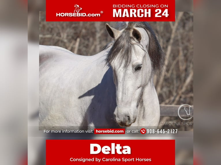 American Quarter Horse Mix Wałach 5 lat 157 cm Siwa in Clover, SC