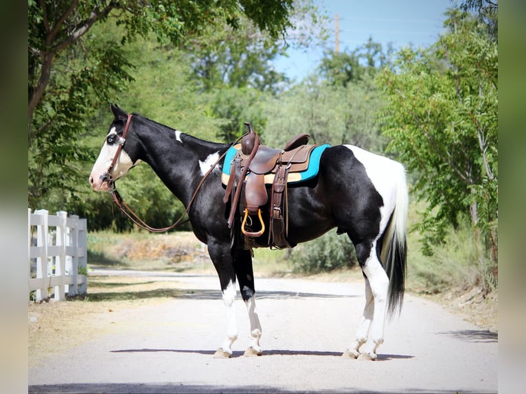 American Quarter Horse Wałach 5 lat 157 cm Tobiano wszelkich maści in Camp Verde AZ