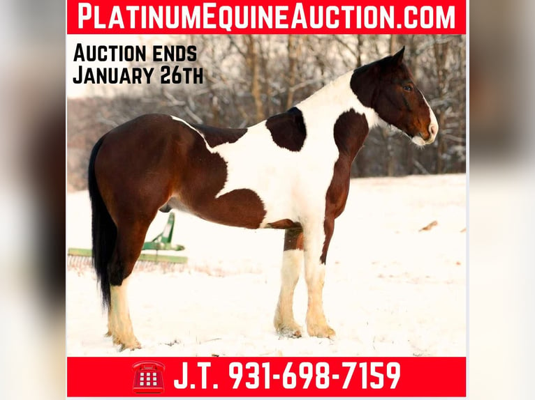 American Quarter Horse Wałach 5 lat 157 cm Tobiano wszelkich maści in Santa Fe TN