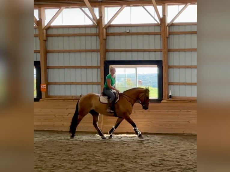 American Quarter Horse Mix Wałach 5 lat 160 cm Bułana in Narvon, PA