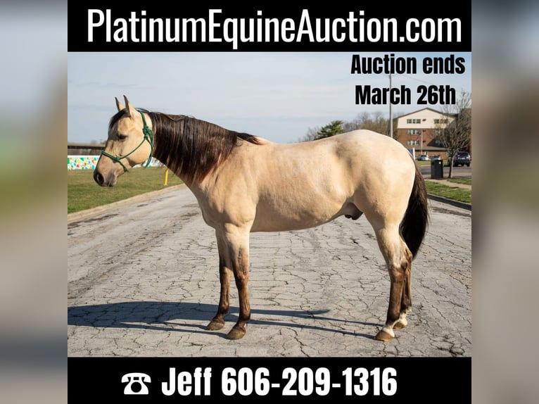 American Quarter Horse Wałach 5 lat 160 cm Bułana in Middletown OH