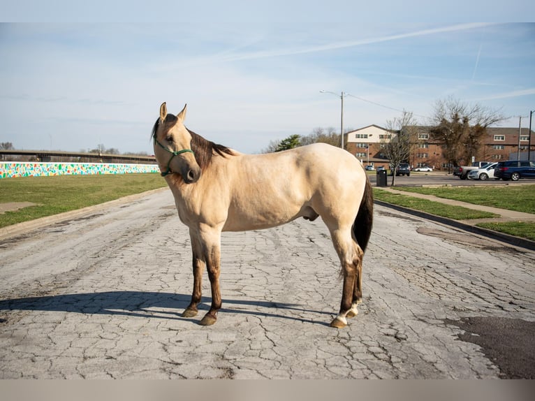 American Quarter Horse Wałach 5 lat 160 cm Bułana in Middletown OH