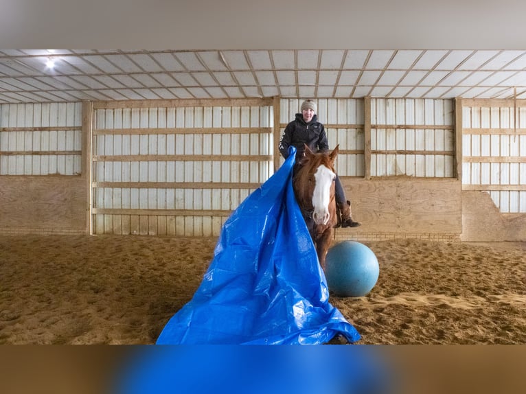 American Quarter Horse Wałach 5 lat 160 cm Cisawa in Fredericksburg, OH