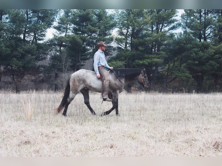American Quarter Horse Wałach 5 lat 160 cm Grullo in North Judson IN