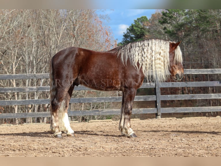 American Quarter Horse Mix Wałach 5 lat 160 cm Izabelowata in Clover, SC