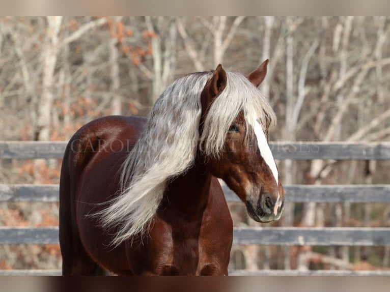 American Quarter Horse Mix Wałach 5 lat 160 cm Izabelowata in Clover, SC