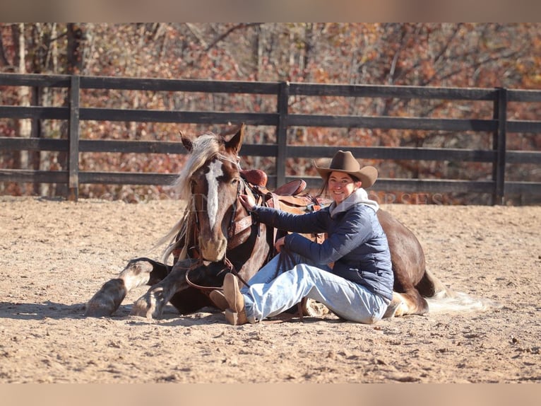 American Quarter Horse Mix Wałach 5 lat 160 cm Izabelowata in Clover, SC