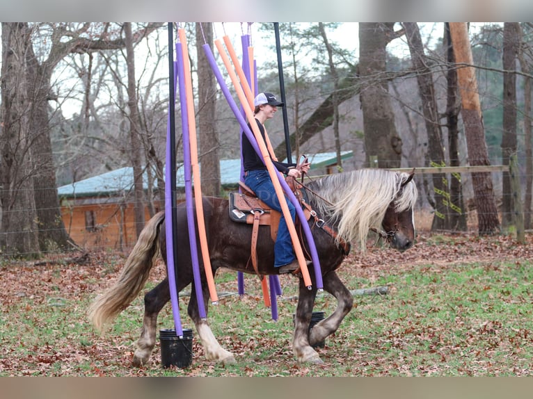 American Quarter Horse Mix Wałach 5 lat 160 cm Izabelowata in Clover, SC