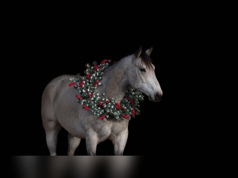 American Quarter Horse Wałach 5 lat 160 cm Jelenia in LISBON, IA