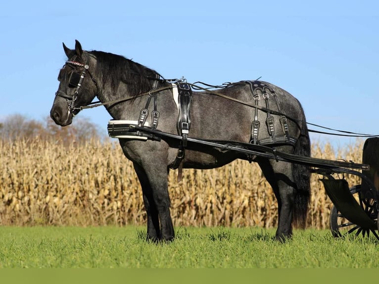 American Quarter Horse Mix Wałach 5 lat 160 cm Karodereszowata in Rebersburg, PA