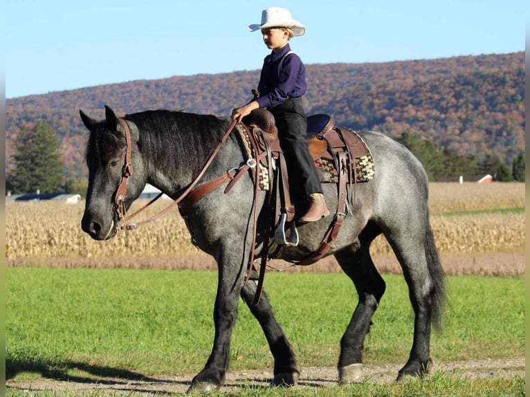 American Quarter Horse Mix Wałach 5 lat 160 cm Karodereszowata in Rebersburg, PA