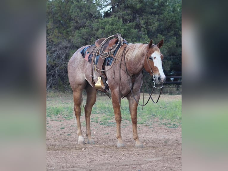 American Quarter Horse Wałach 5 lat 160 cm Kasztanowatodereszowata in Overgaard, AZ