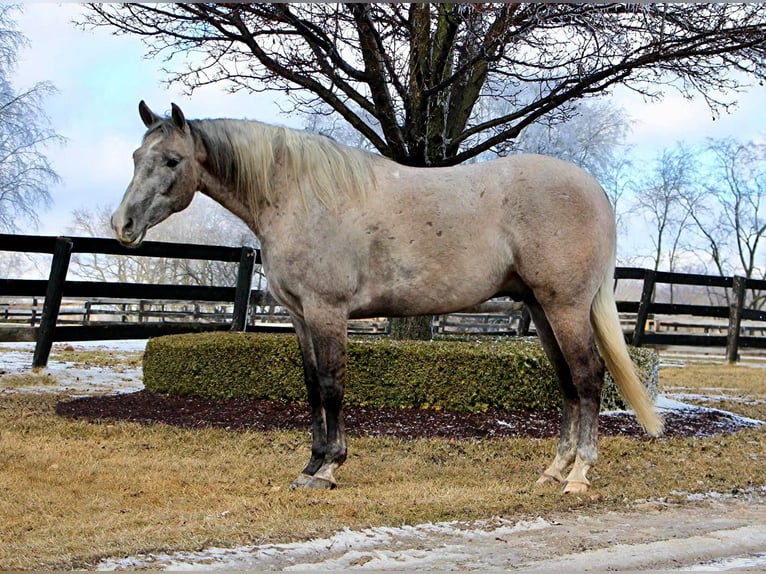 American Quarter Horse Wałach 5 lat 160 cm Siwa in Highland MI