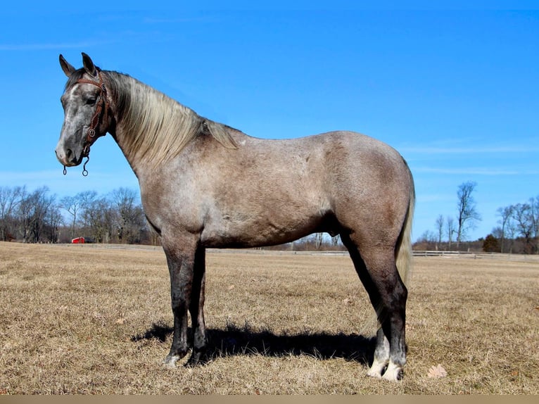 American Quarter Horse Wałach 5 lat 160 cm Siwa in Highland MI