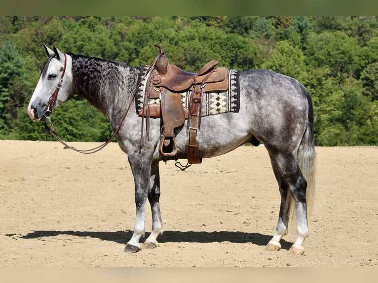 American Quarter Horse Wałach 5 lat 160 cm Siwa in Beaver Springs, PA