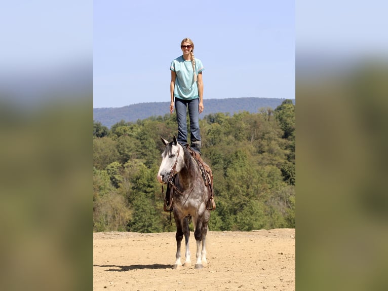 American Quarter Horse Wałach 5 lat 160 cm Siwa in Beaver Springs, PA