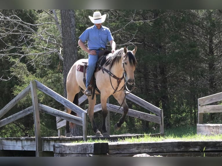 American Quarter Horse Wałach 5 lat 163 cm Jelenia in Mt Vernon, MO