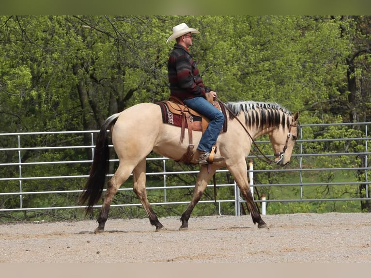 American Quarter Horse Wałach 5 lat 163 cm Jelenia in Mt Vernon, MO