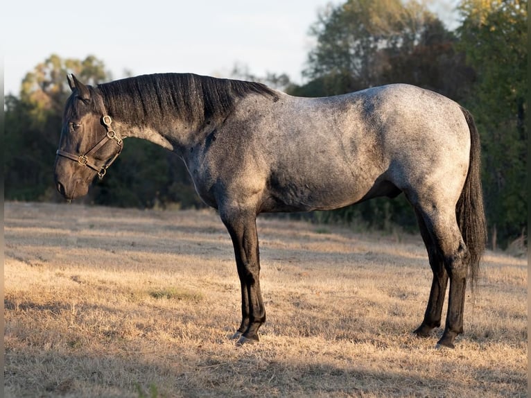 American Quarter Horse Wałach 5 lat 163 cm Karodereszowata in Baldwyn