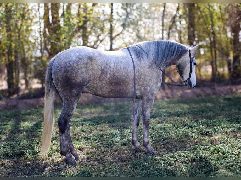 American Quarter Horse Wałach 5 lat 163 cm Siwa in El Paso TX