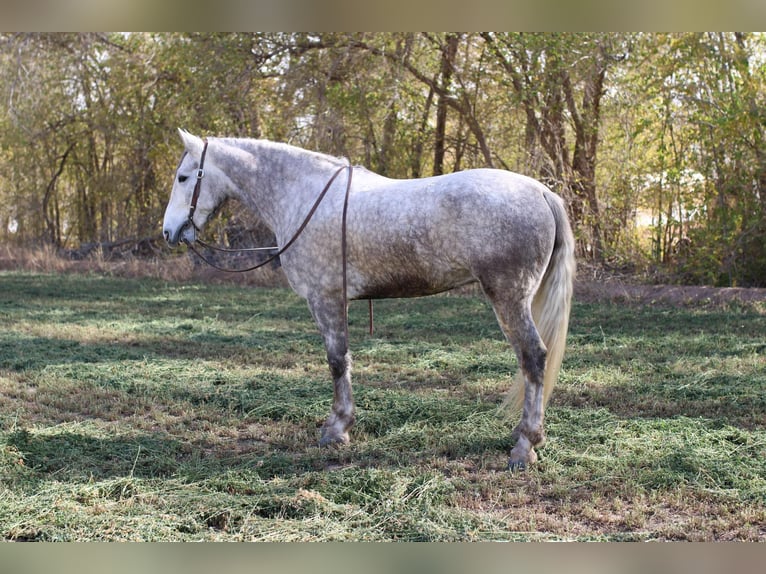 American Quarter Horse Wałach 5 lat 163 cm Siwa in El Paso TX