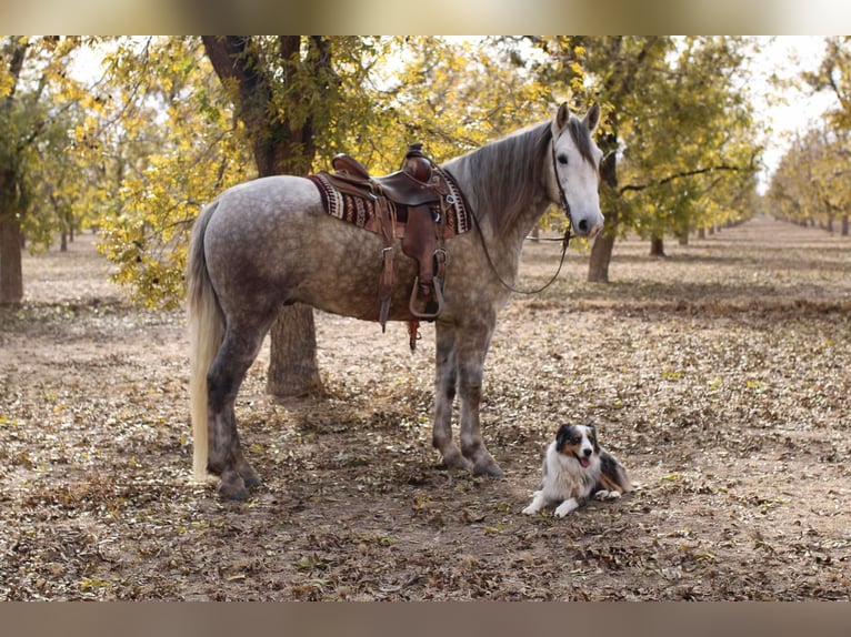 American Quarter Horse Wałach 5 lat 163 cm Siwa in El Paso TX