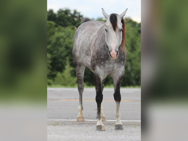 American Quarter Horse Wałach 5 lat 163 cm Siwa in Princeton MO